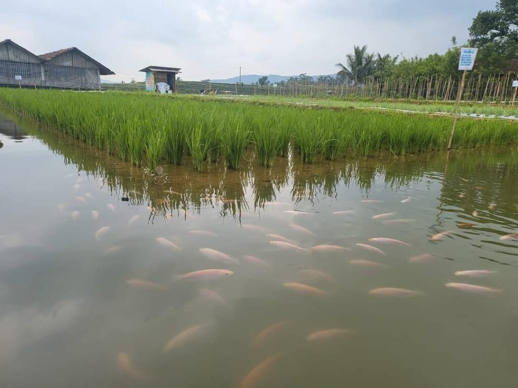 Inovasi lahan pertanian dengan konsep Mina Padi di Desa Panembangan Kecamatan Cilongok, Banyumas (Sumber foto: website desa panembangan).