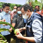 Pemkab Sinjai Kunjungi Budidaya buah Naga Desa Sukamaju (Sumber foto: Facebook Prokopim Kab Sinjai).