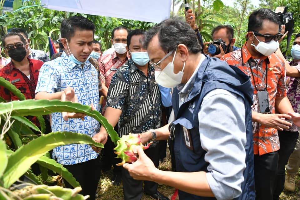 Pemkab Sinjai Kunjungi Budidaya buah Naga Desa Sukamaju (Sumber foto: Facebook Prokopim Kab Sinjai).