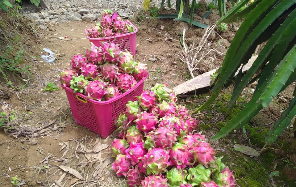 Hasil panen Buah Naga Desa Sukamaju. (sumber foto: Istimewa).