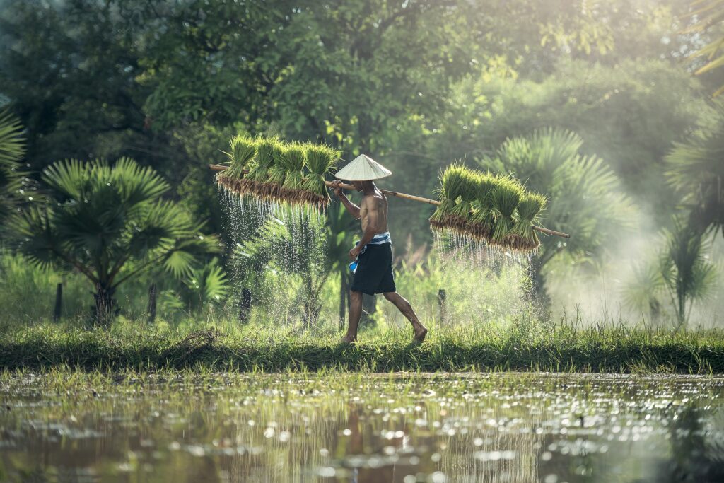 Ilustrasi Petani Menanam Padi, Kebumen Merupakan Salah Satu Lumbung Padi di Jawa Tengah. Sumber foto: pixabay