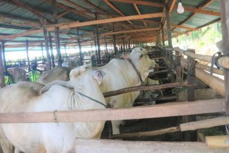 Sapi yang dipelihara warga Desa Kukuh, Kecamatan Marga, Tabanan Sumber foto: ditjenpkh.pertanian.go.id
