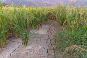 Ilustrasi kekeringan yang menimpa lahan persawahan masyarakat Desa Kampung Sawah. Sumber Foto: Pixabay 