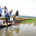 Gubernur Jawa Tengah Ganjar Pranowo saat menyebar benih ikan usai tanam padi di Desa Panembangan, Kecamatan Cilongok, Banyumas. (Sumber foto : Jatengprov.go.id)