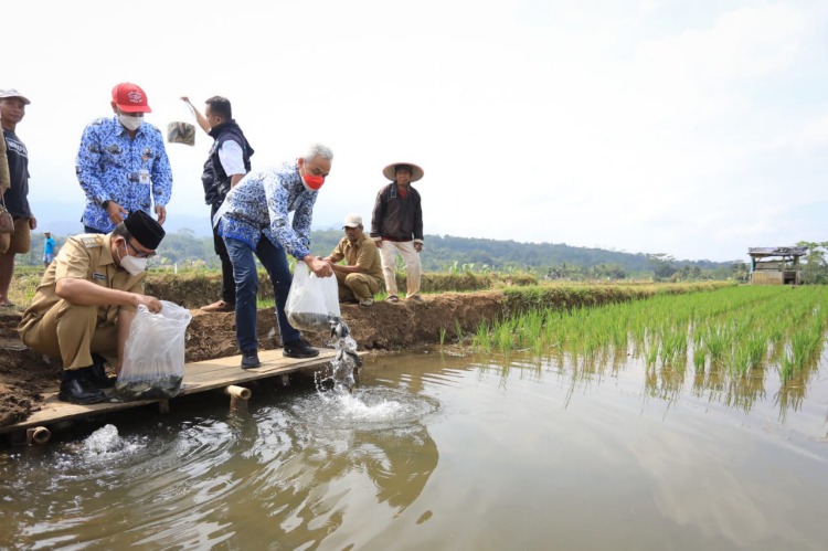 Gubernur Jawa Tengah Ganjar Pranowo saat menyebar benih ikan usai tanam padi di Desa Panembangan, Kecamatan Cilongok, Banyumas. (Sumber foto : Jatengprov.go.id)