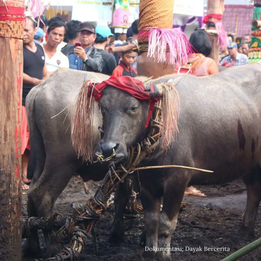 Kerbau Kurban Ritual Tiwah. Sumber Foto: Twitter @dayakbercerita