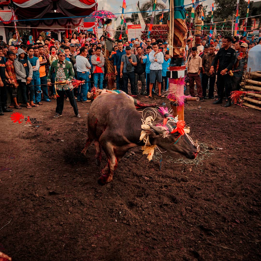 Ritual Tiwah Upacara Mengantarkan Roh Mencapai Surga Kolom Desa