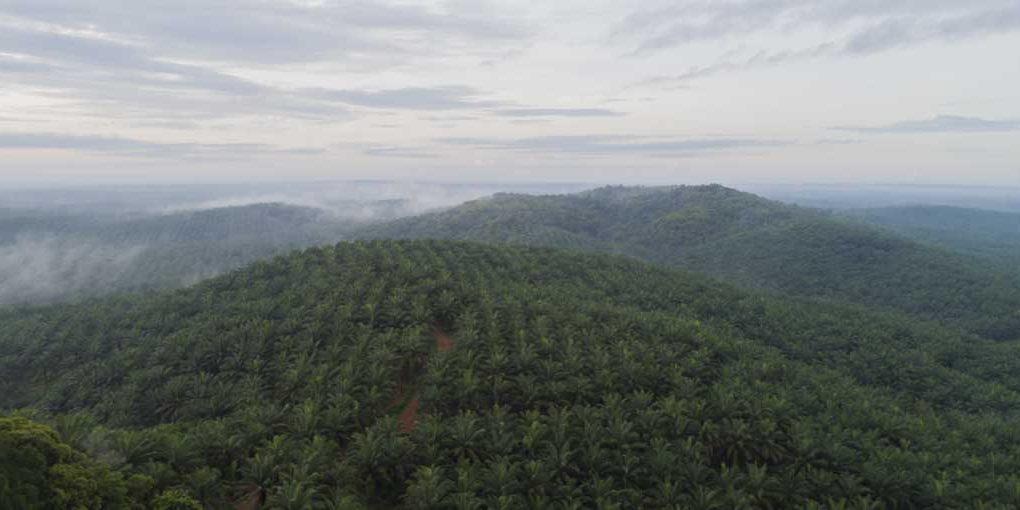 HGU Perusahaan di sekitar Desa. Sumber Foto: gapki.id