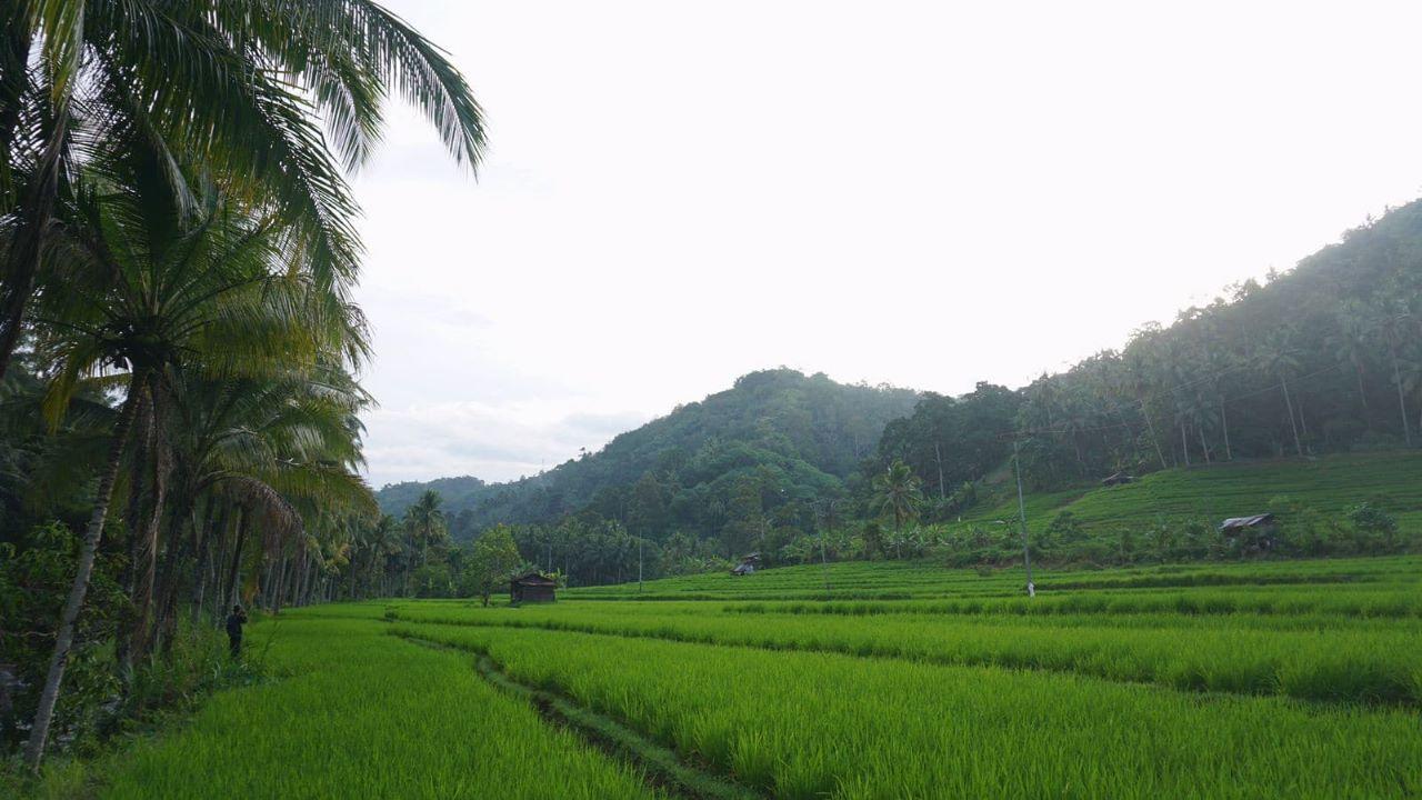 Pemandangan hijau sawah warga di Desa Wisata Silungkang Duo. Sumber foto : Pengelola Desa Wisata Silungkang Duo.