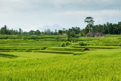 Ilustrasi Sawah Bengkok Sumber: Freepik