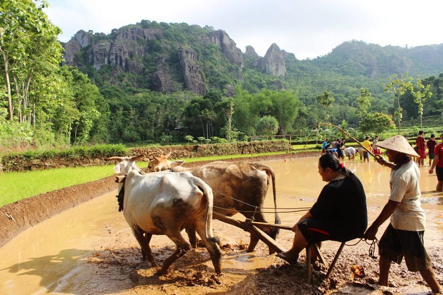 Jika datang saat yang tepat, pengunjung Desa Wisata Nglanggeran dapat menikmati sensasi membajak sawah bersama petani. Sumber foto : Pengelola Desa Wisata Nglanggeran.