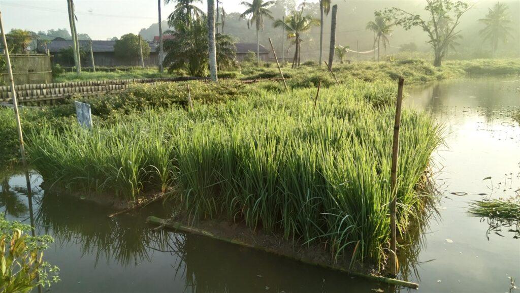 Padi Apung yang di Tanam di Desa. Sumber Foto: kaltimprov.go.id