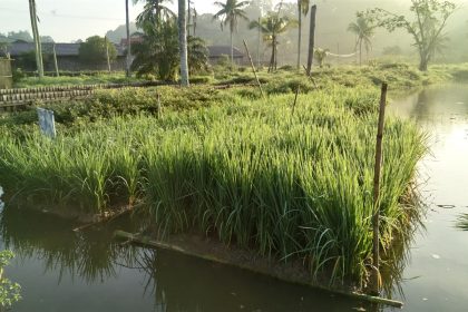 Padi Apung yang di Tanam di Desa. Sumber Foto: kaltimprov.go.id