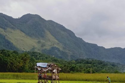 Terlihat Bukit di Desa Wisata Nusa dengan hamparan sawah dengan tanaman hijau. Sumber foto : Pengelola Desa Wisata Nusa.