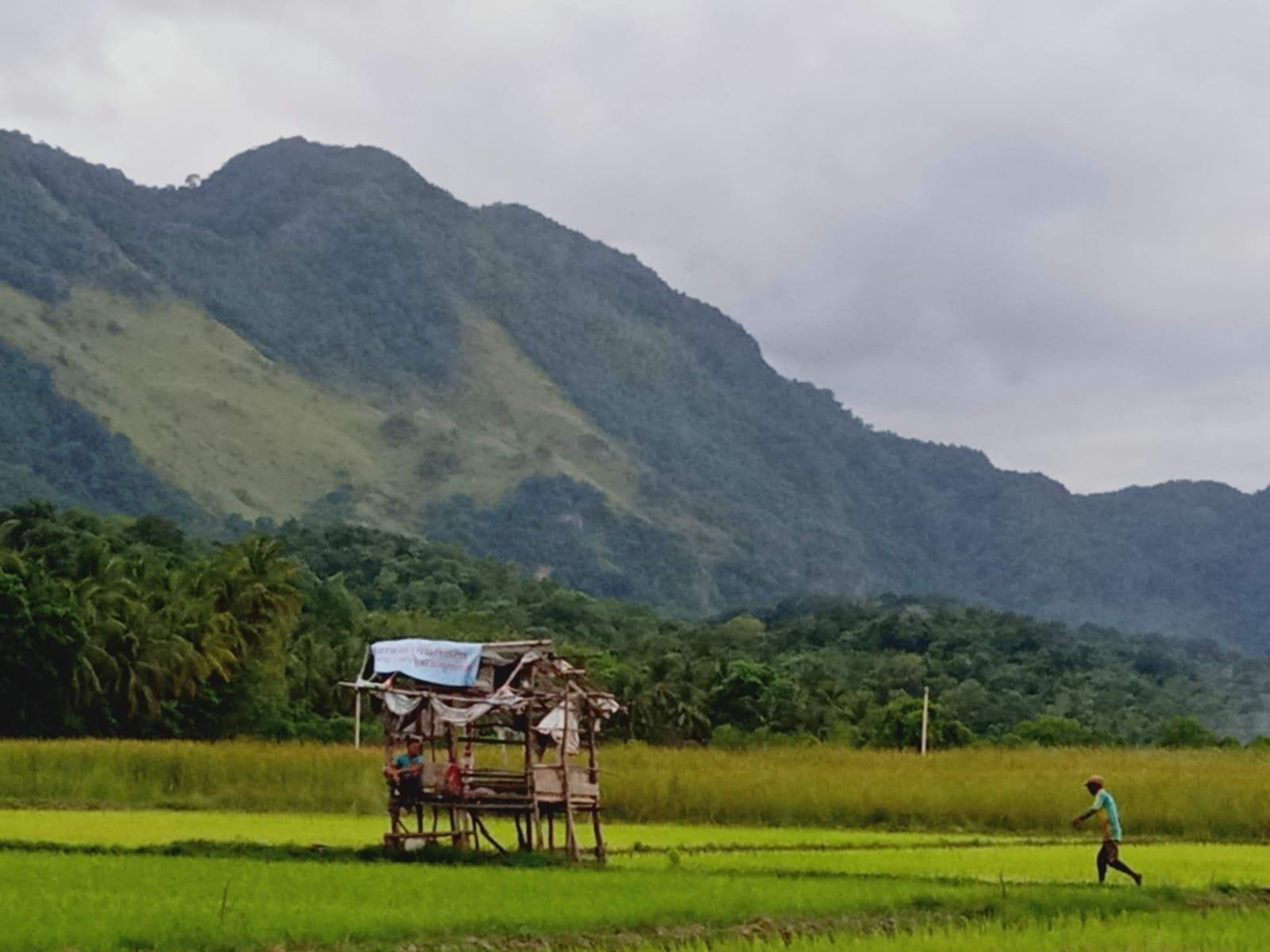 Terlihat Bukit di Desa Wisata Nusa dengan hamparan sawah dengan tanaman hijau. Sumber foto : Pengelola Desa Wisata Nusa.