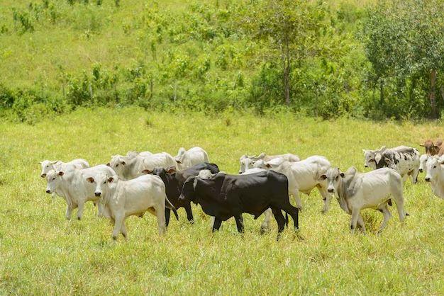 Ilustrasi peternakan kambing. sumber foto: Freepik