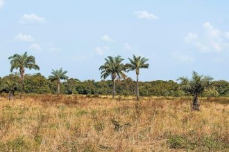 Ilustrasi Alih Fungsi Sawit ke Sawah. Sumber Foto. Freepik.com