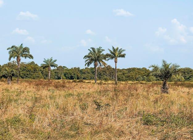 Ilustrasi Alih Fungsi Sawit ke Sawah. Sumber Foto. Freepik.com