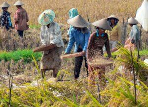 Ilustrasi potensi pertanian Desa Sukamanah, Kabupaten Bogor Sumber Foto: Pixabay