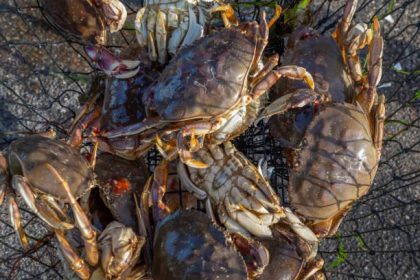 Ilustrasi kepiting bakau Sumber Foto: Pixabay