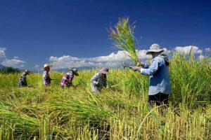 Ilustrasi petani memanen padi Sumber Foto: Pixabay