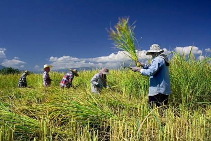 Ilustrasi petani memanen padi Sumber Foto: Pixabay