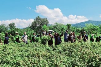 Tim Atsiri Research Centre (ARC) Universitas Syiah Kuala bersama masyarakat Ranto Sabon Kecamatan Sampoinet, Kabupaten Aceh Jaya melakukan panen raya Nilam. Sumber foto: Istimewa