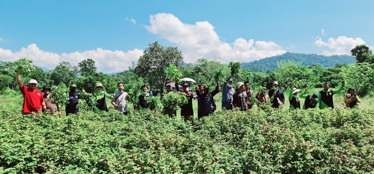 Tim Atsiri Research Centre (ARC) Universitas Syiah Kuala bersama masyarakat Ranto Sabon Kecamatan Sampoinet, Kabupaten Aceh Jaya melakukan panen raya Nilam. Sumber foto: Istimewa