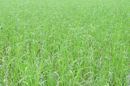 Ilustrasi Lahan Desa Subur. Sumber Foto: pixabay.com