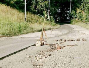 Jalan rusak yang ditanami pohon pisang oleh warga. Sumber foto: Istimewa