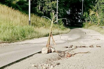 Jalan rusak yang ditanami pohon pisang oleh warga. Sumber foto: Istimewa