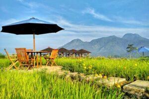 Cafe Sawah Desa Wisata Pujon Kidul. Sumber foto: Istimewa