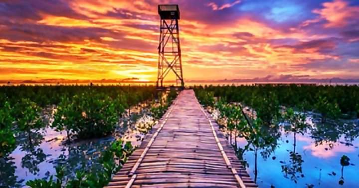 Jembatan bambu sebagai wahana untuk melihat Mangrove dan sunset dari dekat di Desa Mangrove Setapuk Besar. Sumber foto : Pengelola Desa Wisata Mangrove Setapuk Besar.