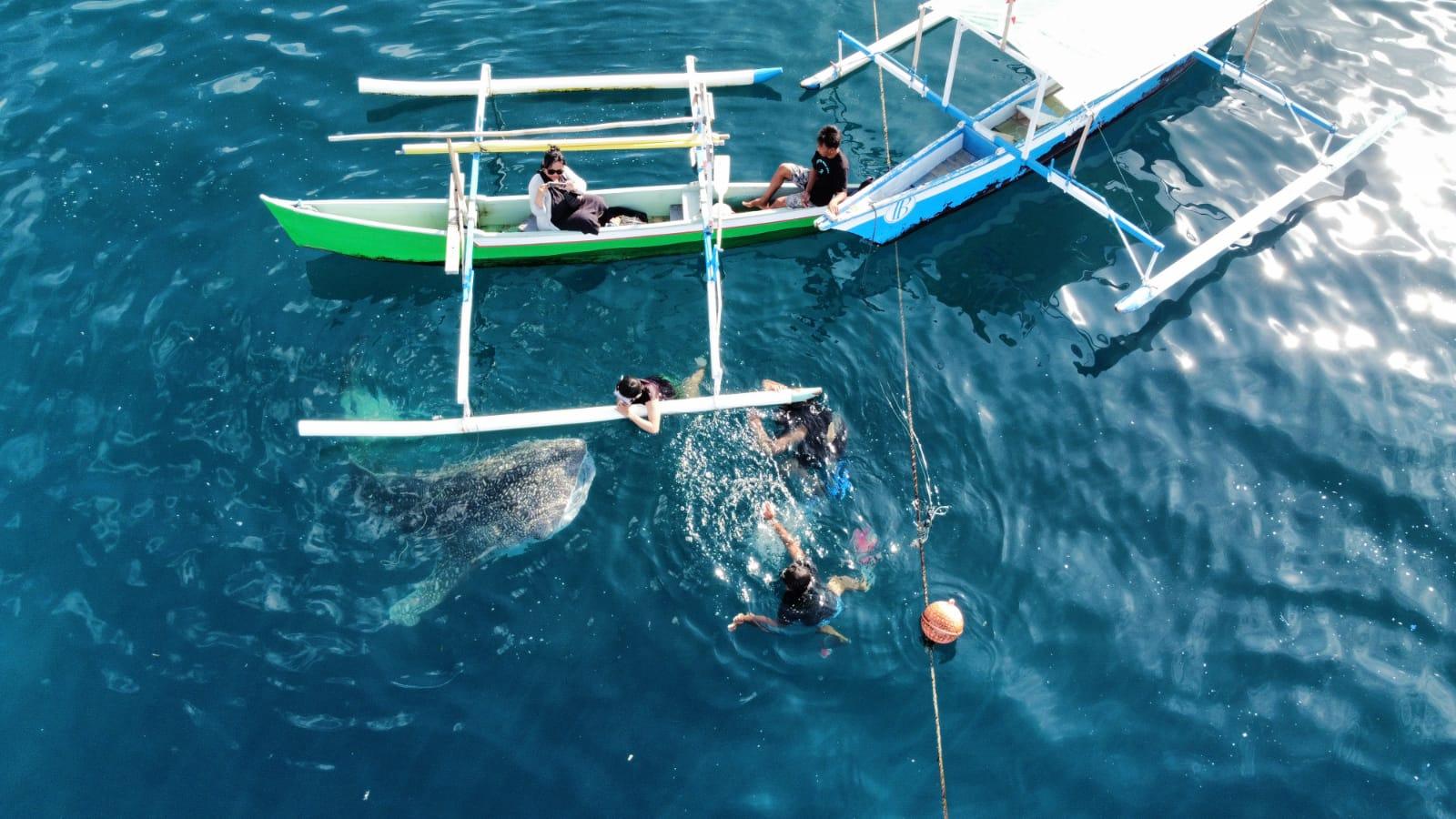 Wisatawan lakukan snorklin melihat langsung Paus dari permukaan laut di Laut Botubarani. Sumber foto : Pengelola Desa Wisata Botubarani.