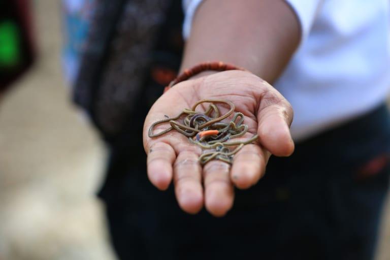 Bau Nyale Tradisi Lombok, Sumber Foto: Twitter Clepongg