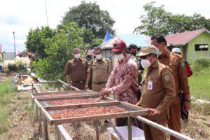 Desa Uwie Tabolang Pembenihan Cabai Tiung Tanjung. Sumber foto: kalselprov.go.id