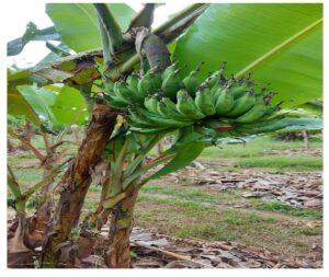 Desa Bumi jaya, Berciri Khas, Pisang Tundang. Sumber foto: kikomunal-indonesia.dgip.go.id