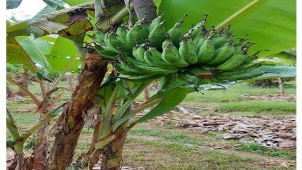 Desa Bumi Jaya Berciri Khas Pisang Tundang