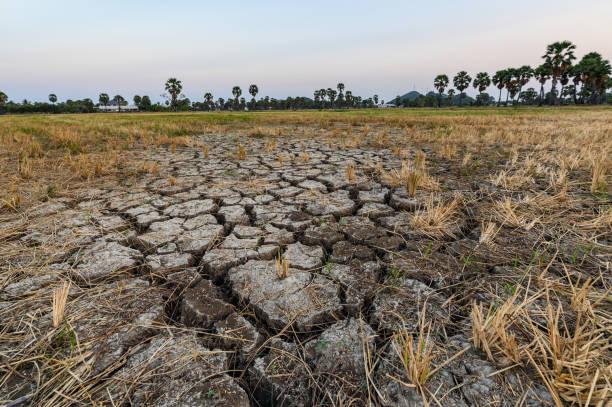 Ilustrasi kekeringan Sumber Foto: Istockphoto