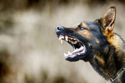 Ilustrasi anjing terpapar virus rabies Sumber Foto: Istockphoto