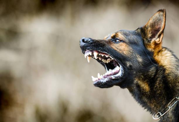 Ilustrasi anjing terpapar virus rabies Sumber Foto: Istockphoto