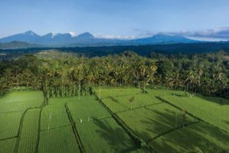 Ilustrasi lahan Desa Adat Banyuning Sumber Foto: Istockphoto