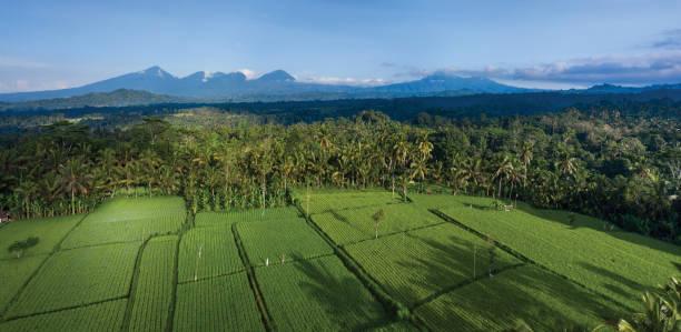 Ilustrasi lahan Desa Adat Banyuning Sumber Foto: Istockphoto