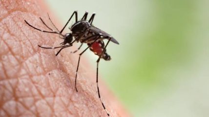 Metode Wolbachia Cegah DBD di 24 Desa