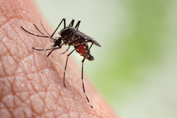 Nyamuk Aedes Aegypti yang dapat menyebarkan virus dengue penyebab DBD Sumber Foto: istockphoto