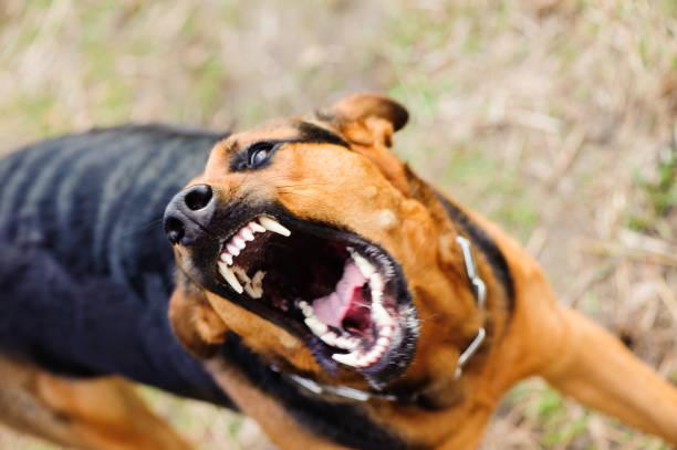 Ilustrasi anjing rabies Sumber Foto: istockphoto