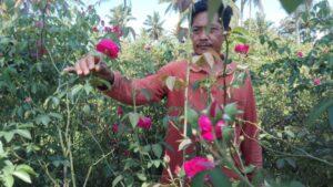 Kebun Mawar Desa Karangpring, Kabupaten Jember. Sumber foto: Istimewa