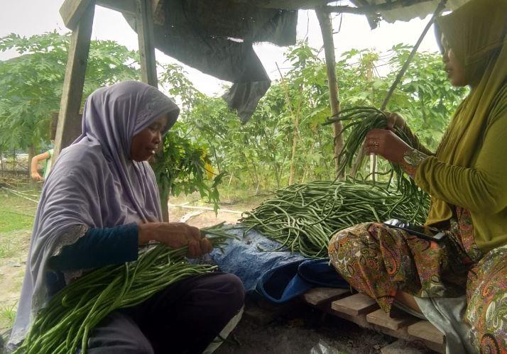 Karyawan unit usaha pertanian BUM Desa Karya Bersama. Sumber Foto: website Berjambi.com