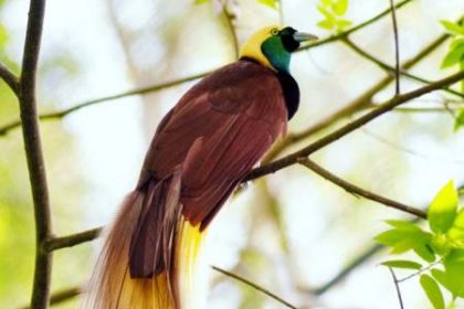 Burung Cendrawasih di Bird Watching Isyo Hilll’s, Kampung Rephang Muaif, Distrik Nimbokrang, Kabupaten Jayapura. Sumber foto: https://indonesia.go.id/
