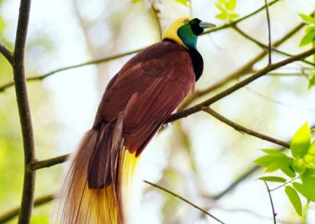 Burung Cendrawasih di Bird Watching Isyo Hilll’s, Kampung Rephang Muaif, Distrik Nimbokrang, Kabupaten Jayapura. Sumber foto: https://indonesia.go.id/